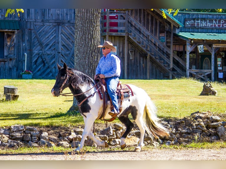 Fox trotter de Missouri Caballo castrado 15 años 152 cm Tobiano-todas las-capas in Mountain Grove MO