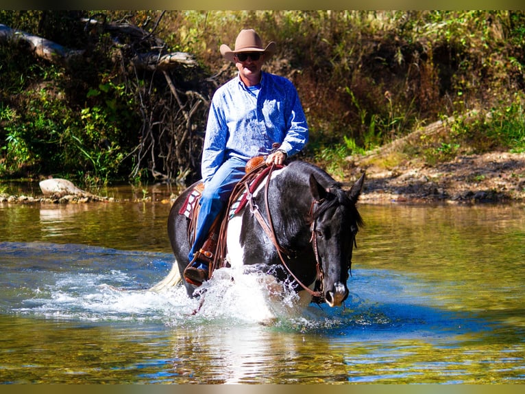 Fox trotter de Missouri Caballo castrado 15 años 152 cm Tobiano-todas las-capas in Mountain Grove MO