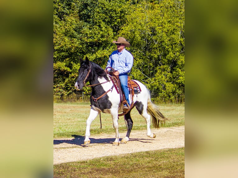 Fox trotter de Missouri Caballo castrado 15 años 152 cm Tobiano-todas las-capas in Mountain Grove MO