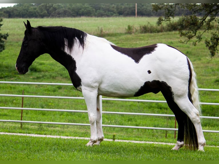 Fox trotter de Missouri Caballo castrado 15 años 152 cm Tobiano-todas las-capas in Mountain Grove MO