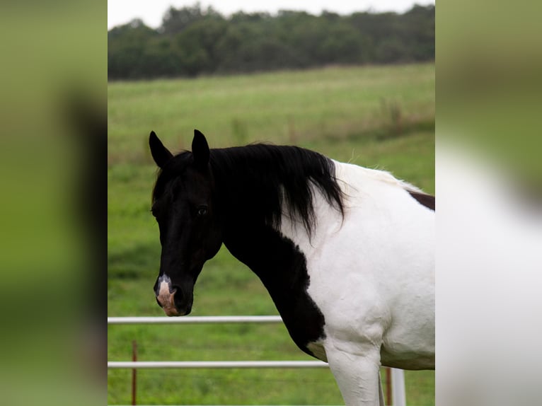 Fox trotter de Missouri Caballo castrado 15 años 152 cm Tobiano-todas las-capas in Mountain Grove MO