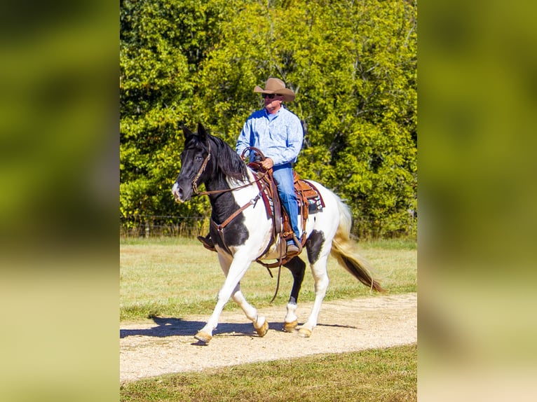 Fox trotter de Missouri Caballo castrado 15 años 152 cm Tobiano-todas las-capas in Mountain Grove MO