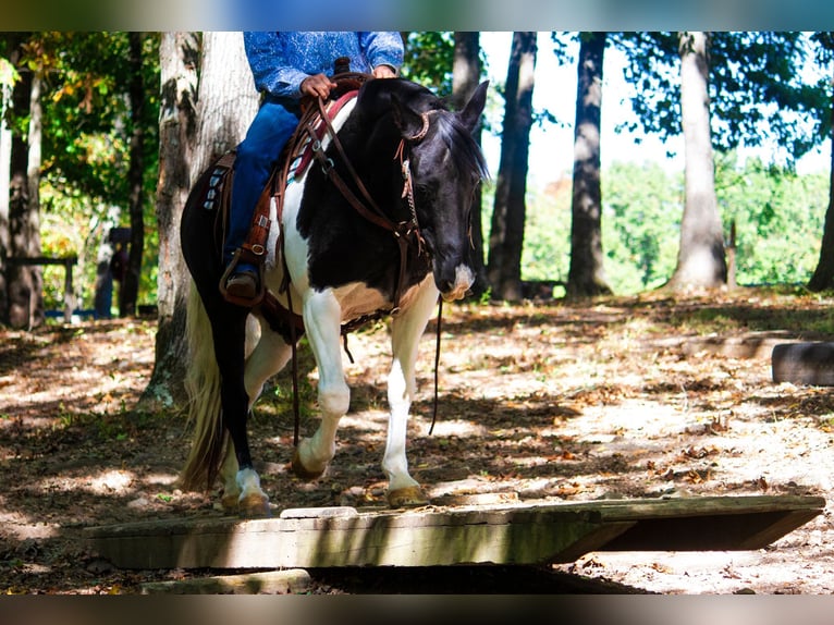 Fox trotter de Missouri Caballo castrado 15 años 152 cm Tobiano-todas las-capas in Mountain Grove MO