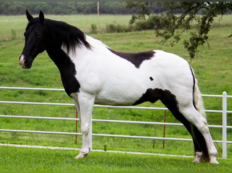 Fox trotter de Missouri Caballo castrado 15 años 152 cm Tobiano-todas las-capas in Mountain Grove MO