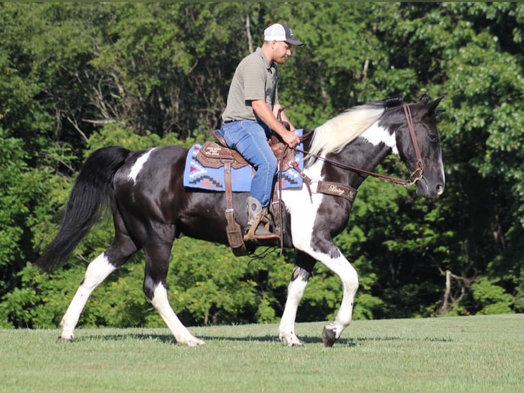 Fox trotter de Missouri Caballo castrado 15 años 157 cm Tobiano-todas las-capas in Jamestown KY