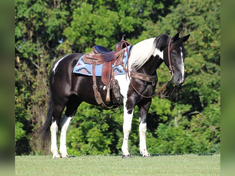 Fox trotter de Missouri Caballo castrado 15 años 157 cm Tobiano-todas las-capas in Jamestown KY