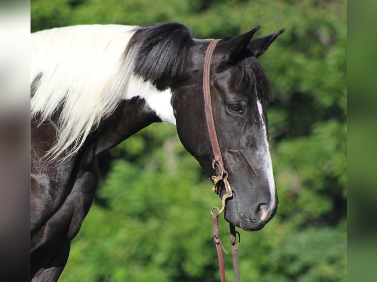 Fox trotter de Missouri Caballo castrado 15 años 157 cm Tobiano-todas las-capas in Jamestown KY