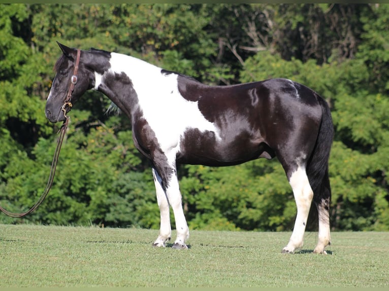 Fox trotter de Missouri Caballo castrado 15 años 157 cm Tobiano-todas las-capas in Jamestown KY