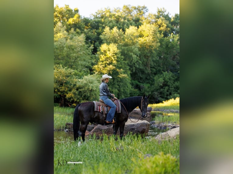 Fox trotter de Missouri Caballo castrado 15 años 160 cm Negro in Quitman AR