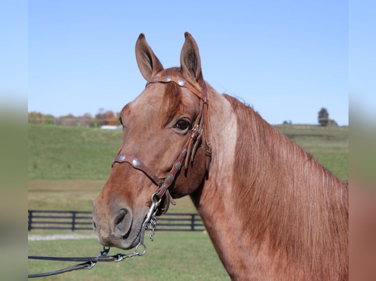 Fox trotter de Missouri Caballo castrado 15 años 163 cm Ruano alazán in Mount vernon KY