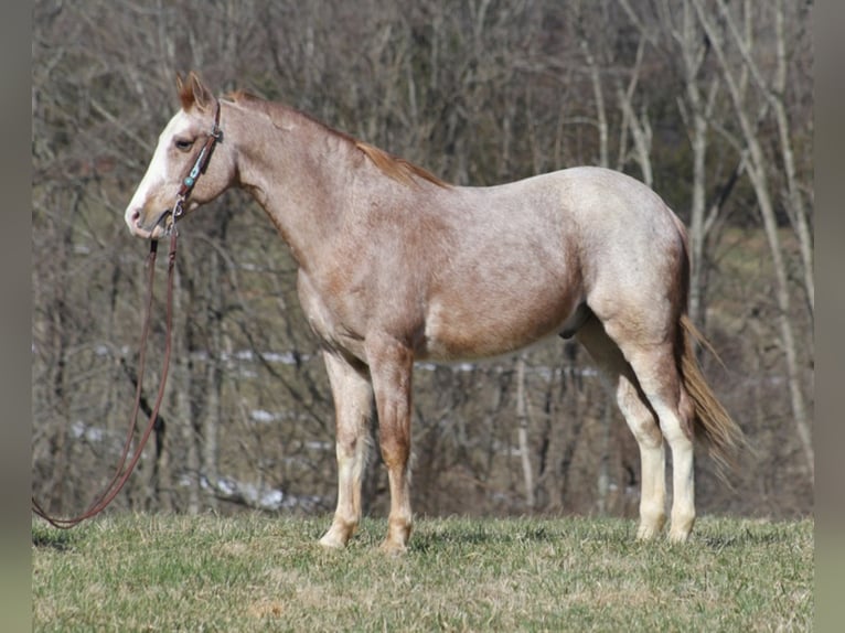 Fox trotter de Missouri Caballo castrado 16 años 147 cm in Jamestown KY