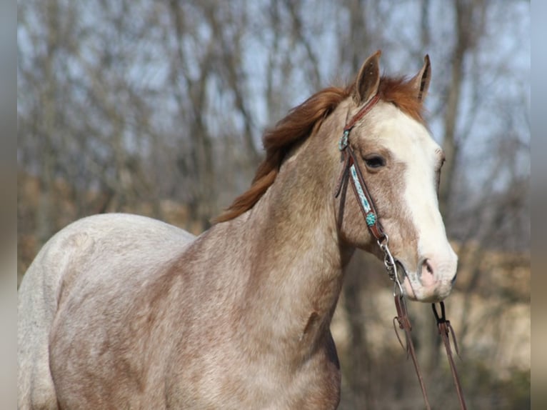 Fox trotter de Missouri Caballo castrado 16 años 147 cm in Jamestown KY