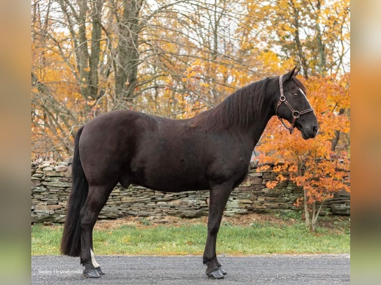 Fox trotter de Missouri Caballo castrado 16 años 150 cm Negro in Everette PA