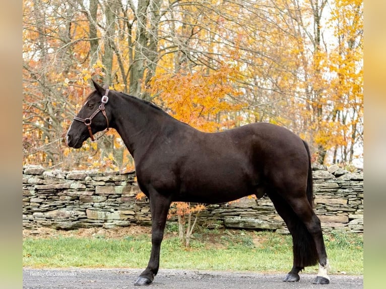 Fox trotter de Missouri Caballo castrado 16 años 150 cm Negro in Everette PA