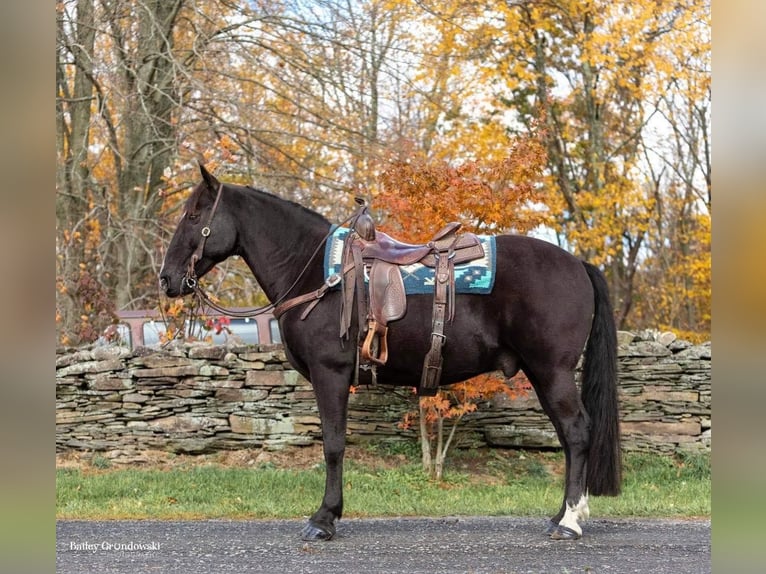 Fox trotter de Missouri Caballo castrado 16 años 150 cm Negro in Everette PA