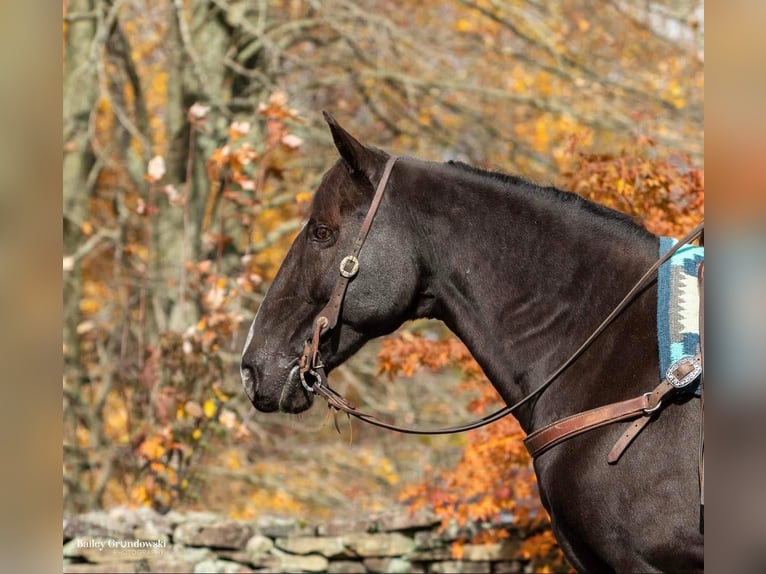 Fox trotter de Missouri Caballo castrado 16 años 150 cm Negro in Everette PA