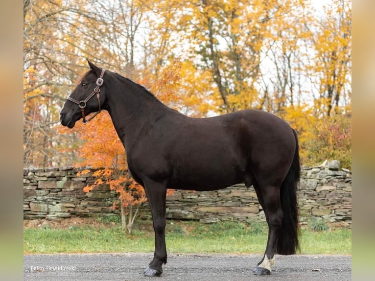 Fox trotter de Missouri Caballo castrado 16 años 150 cm Negro in Everette PA