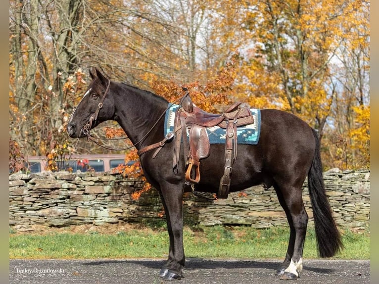 Fox trotter de Missouri Caballo castrado 16 años 150 cm Negro in Everette PA