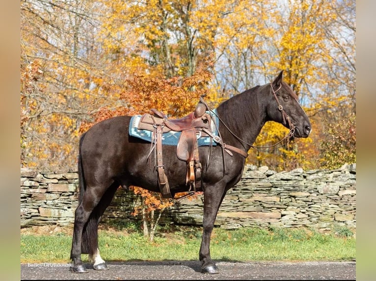 Fox trotter de Missouri Caballo castrado 16 años 150 cm Negro in Everette PA