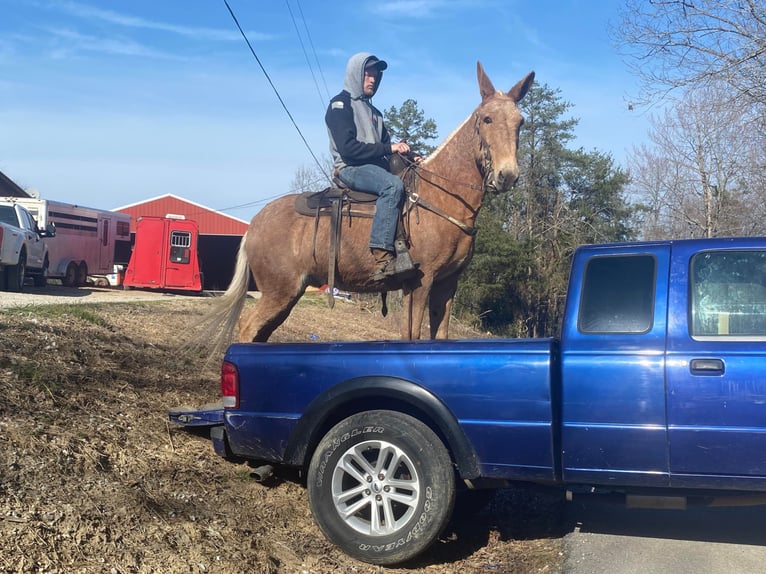 Fox trotter de Missouri Caballo castrado 16 años 152 cm Palomino in Whitley City KY