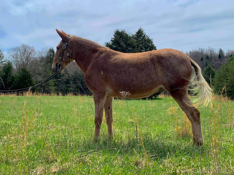 Fox trotter de Missouri Caballo castrado 16 años 152 cm Palomino in Whitley City KY