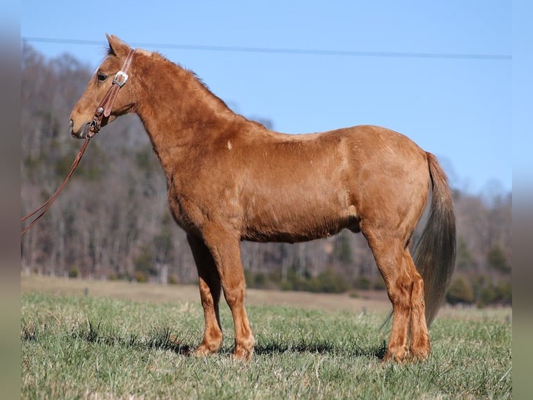 Fox trotter de Missouri Caballo castrado 16 años 152 cm Palomino in Whitley City Ky