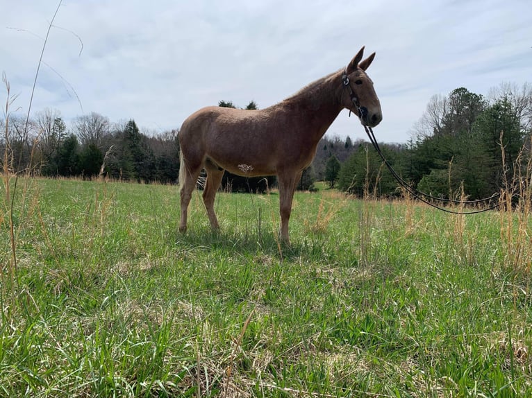 Fox trotter de Missouri Caballo castrado 16 años 152 cm Palomino in Whitley City KY