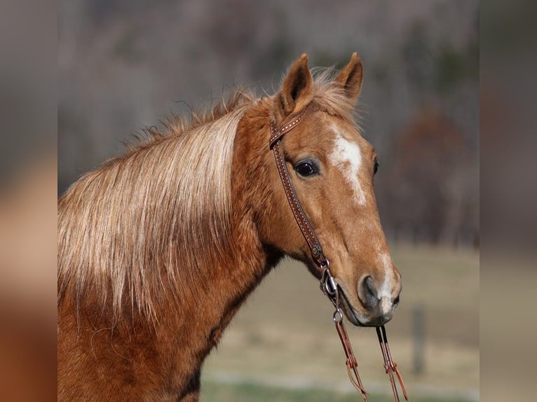 Fox trotter de Missouri Caballo castrado 16 años 152 cm Palomino in Whitley City Ky