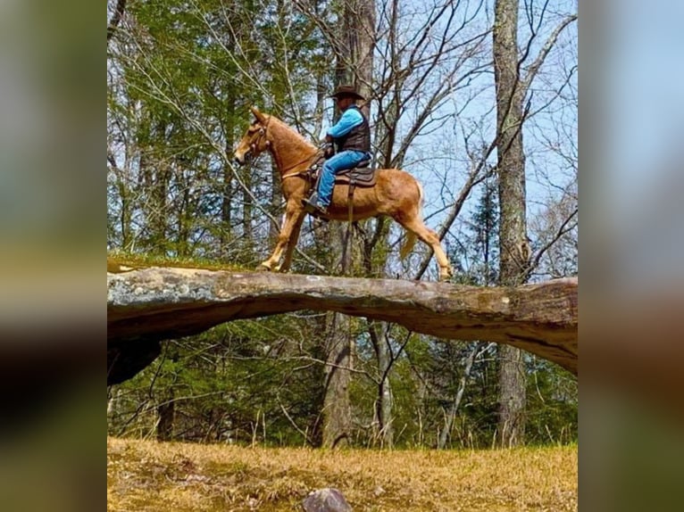 Fox trotter de Missouri Caballo castrado 16 años 152 cm Palomino in Whitley City KY