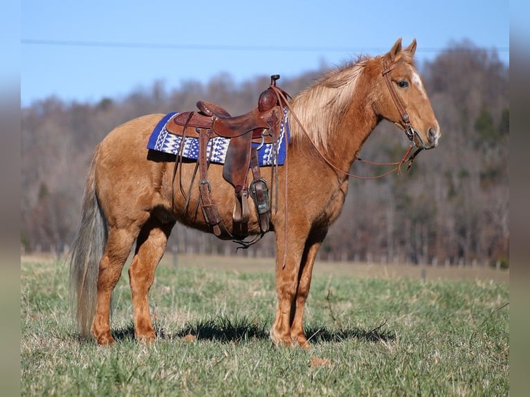 Fox trotter de Missouri Caballo castrado 16 años 152 cm Palomino in Whitley City Ky