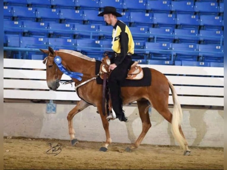 Fox trotter de Missouri Caballo castrado 16 años 152 cm Palomino in Whitley City KY