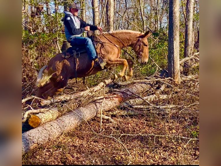 Fox trotter de Missouri Caballo castrado 16 años 152 cm Palomino in Whitley City KY