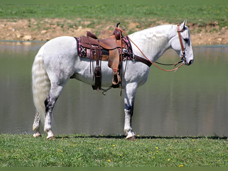 Fox trotter de Missouri Caballo castrado 16 años 157 cm Tordo rodado in Whitley City KY