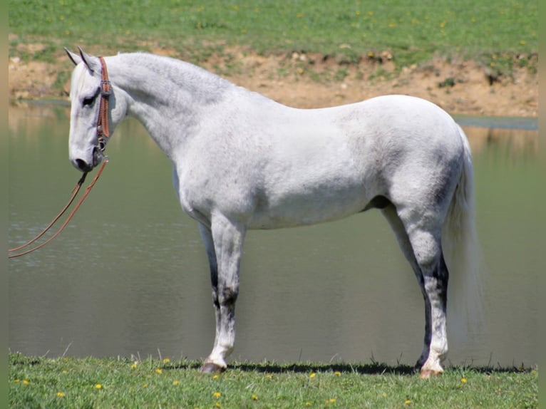 Fox trotter de Missouri Caballo castrado 16 años 157 cm Tordo rodado in Whitley City KY