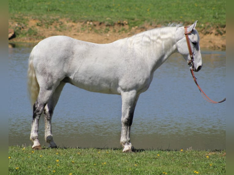 Fox trotter de Missouri Caballo castrado 16 años 157 cm Tordo rodado in Whitley City KY