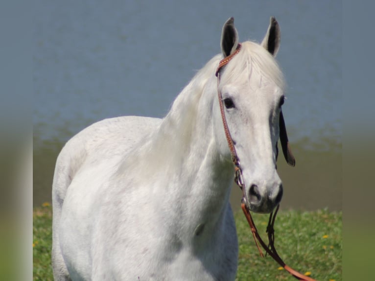 Fox trotter de Missouri Caballo castrado 16 años 157 cm Tordo rodado in Whitley City KY