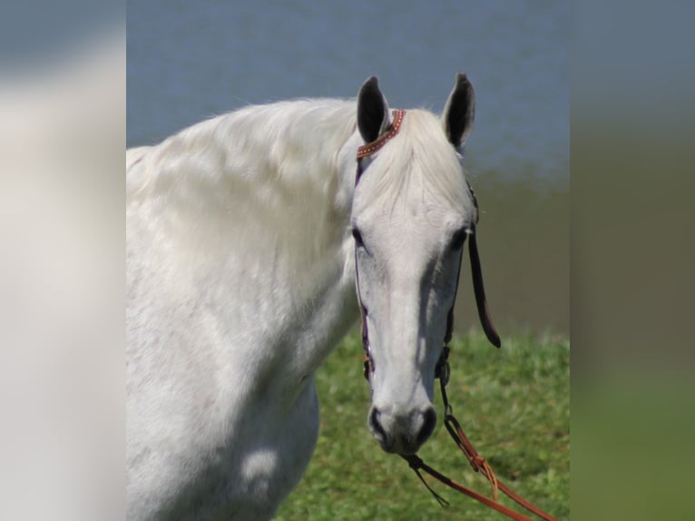 Fox trotter de Missouri Caballo castrado 16 años 157 cm Tordo rodado in Whitley City KY