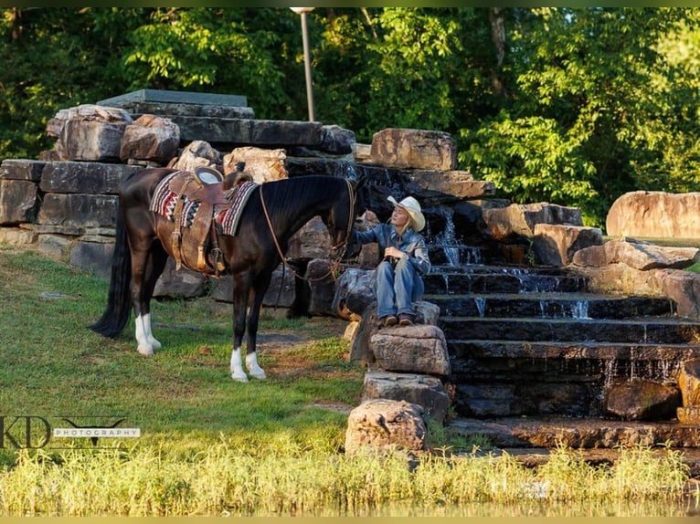 Fox trotter de Missouri Caballo castrado 16 años 160 cm Negro in Quitman AR