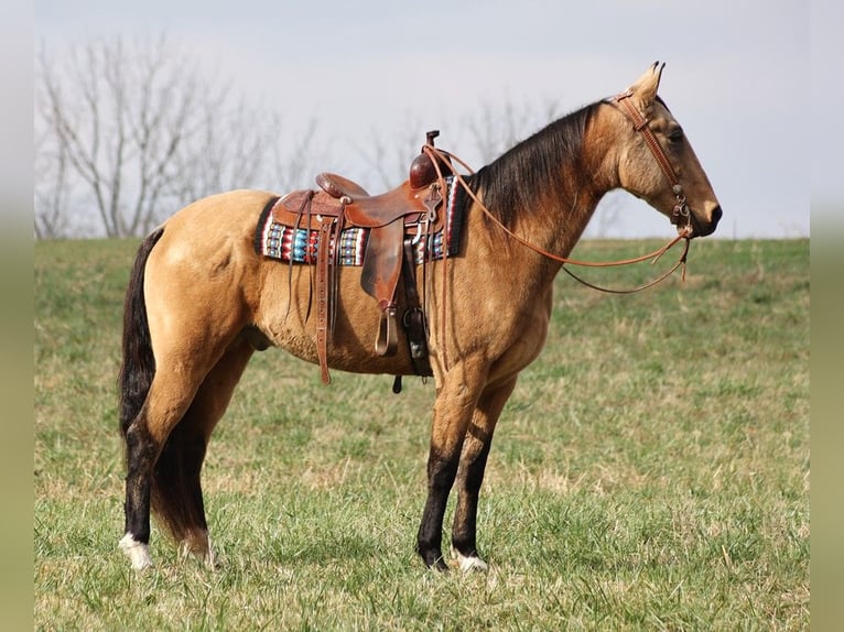 Fox trotter de Missouri Caballo castrado 16 años 163 cm Buckskin/Bayo in Whitley city Ky