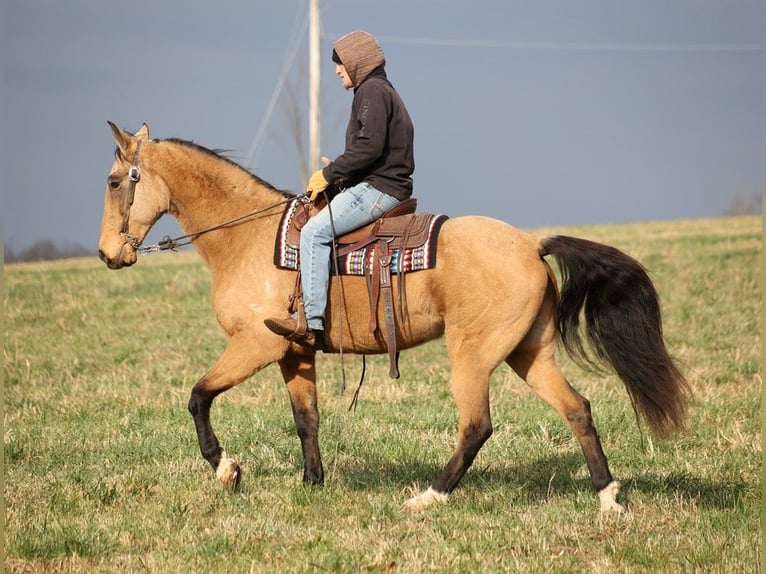 Fox trotter de Missouri Caballo castrado 16 años 163 cm Buckskin/Bayo in Whitley city Ky