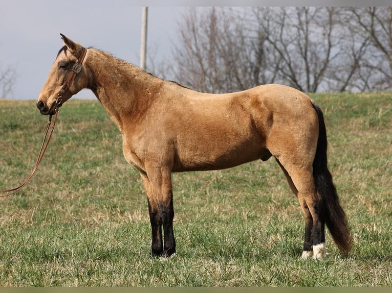 Fox trotter de Missouri Caballo castrado 16 años 163 cm Buckskin/Bayo in Whitley city Ky