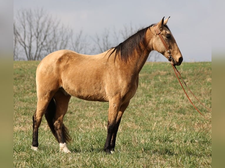 Fox trotter de Missouri Caballo castrado 16 años 163 cm Buckskin/Bayo in Whitley city Ky