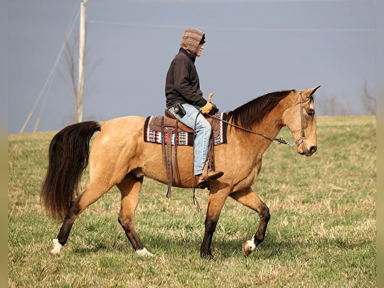 Fox trotter de Missouri Caballo castrado 16 años 163 cm Buckskin/Bayo in Whitley city Ky