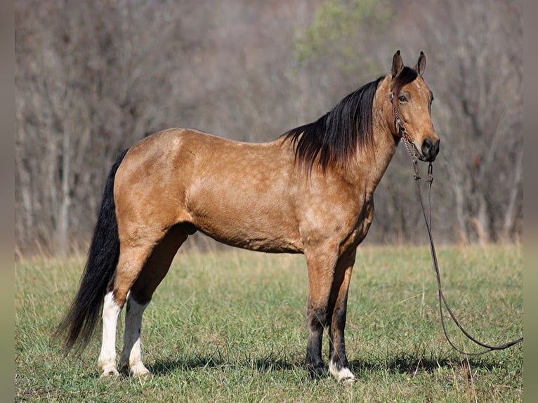 Fox trotter de Missouri Caballo castrado 16 años Buckskin/Bayo in Jamestown Ky