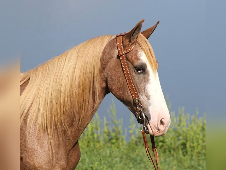 Fox trotter de Missouri Caballo castrado 17 años 152 cm Alazán rojizo in Whitley City KY