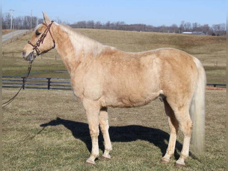 Fox trotter de Missouri Caballo castrado 17 años 152 cm Palomino in Mount Vernon KY