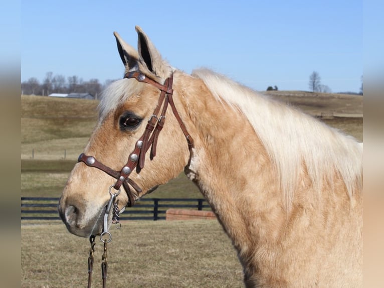 Fox trotter de Missouri Caballo castrado 17 años 152 cm Palomino in Mount Vernon KY