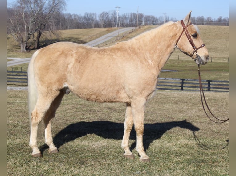 Fox trotter de Missouri Caballo castrado 17 años 152 cm Palomino in Mount Vernon KY