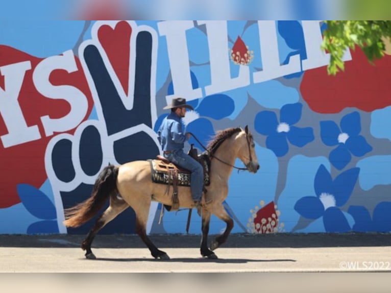 Fox trotter de Missouri Caballo castrado 17 años Buckskin/Bayo in Brooksville Ky