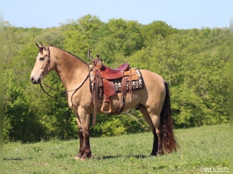 Fox trotter de Missouri Caballo castrado 17 años Buckskin/Bayo in Brooksville Ky